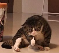 如何访问E-Hentai？（e站以及其里站exhentai访问教程）